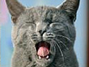 Katze