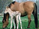 Pferd
